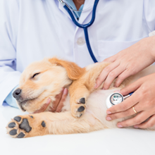 Advanced VetCare
