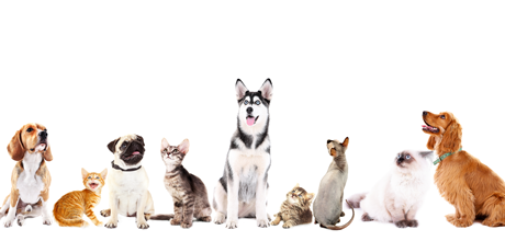 Advanced VetCare